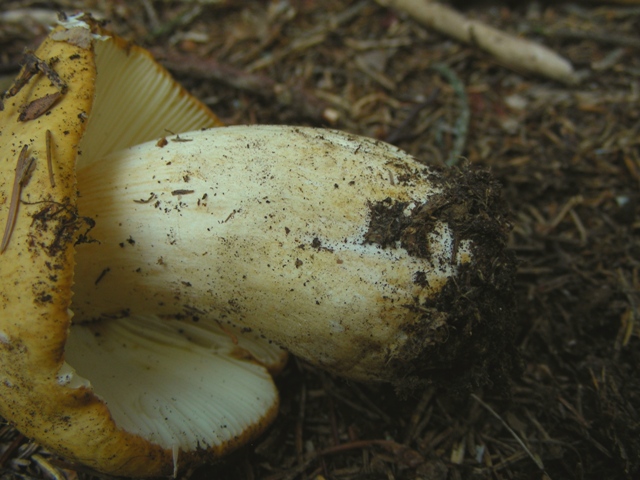 Qualche russula